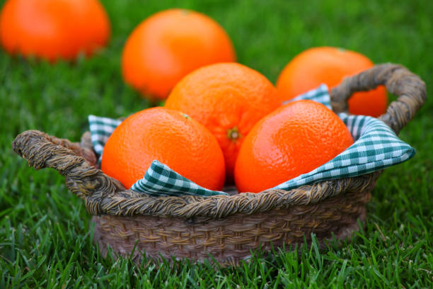 istock Mandarin Basket Summer Garden 1015354040