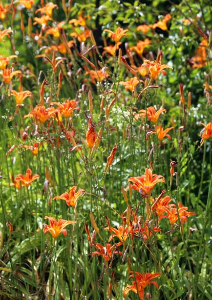 istock orange lily flowers bloomed in a green meadow 1015354300