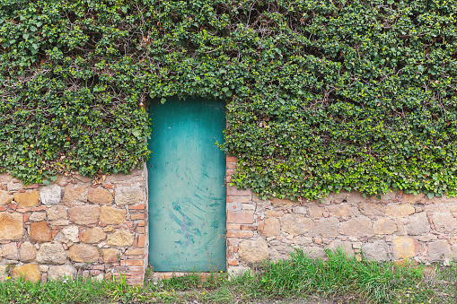 Green door on the wall with hedge