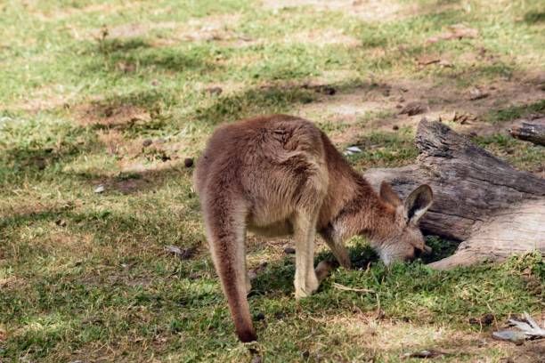 istock Wild red kangaroo sleeping on the grass in the park 1015354938