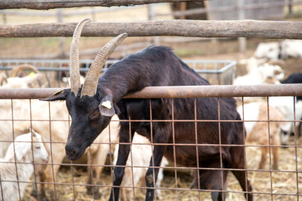 istock Goat on the farm 1015354958