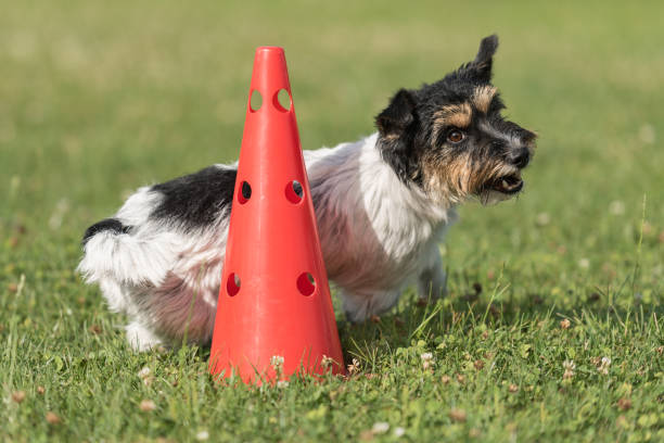 istock Small dog circulates on a cone - Cute Jack Russell Terrier doggy obedient while doing sports 1015355132