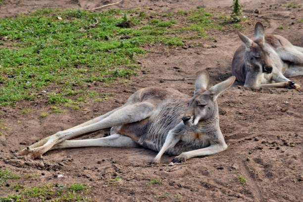 istock Wild grey kangaroo resting in the park 1015358108