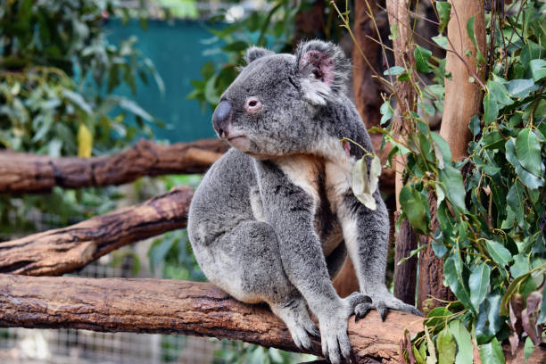 istock Cute koala sitting and eating eucalyptus on a tree branch 1015359024