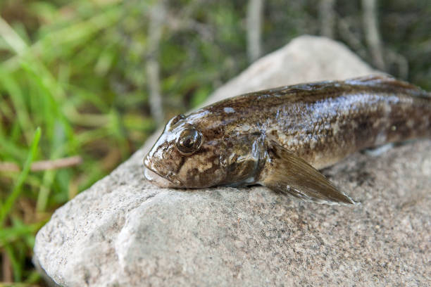 Freshwater bullhead fish or round goby fish known as Neogobius melanostomus and Neogobius fluviatilis pallasi just taken from the water. Raw bullhead fish called goby fish on grey stone.