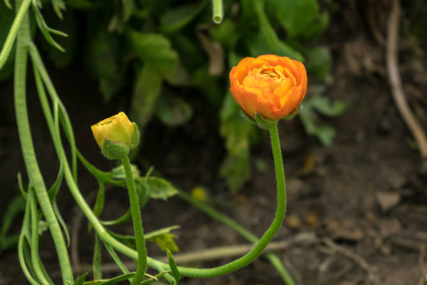 Orange ranunculus flower in flower bed in greenhouse. Focus on single flower. No people are seen in frame. Shot in day light with a medium format camera.