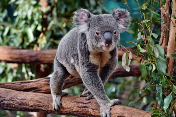 istock Cute huge koala walking on a tree branch eucalyptus 1015363494