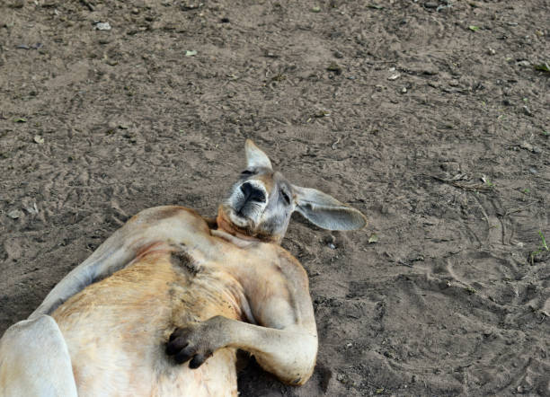 istock Big so funny wild red kangaroo sleeping on the ground 1015365860