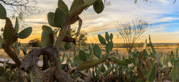 istock cow tongue prickly pear cactus 1015370242