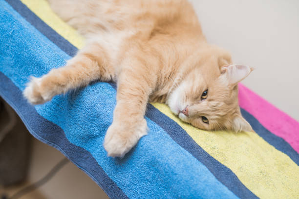 istock Lazy male Maine Coon cat. 1015370760