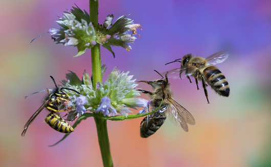 Bee on the chamomile flower