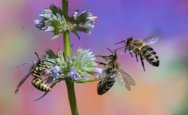 Flying bee stock photo