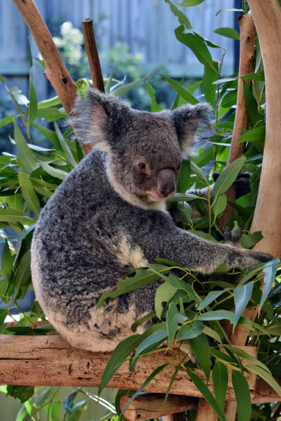 istock Cute koala sitting and eating eucalyptus on a tree branch 1015374052