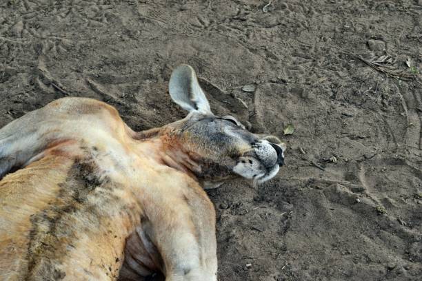 istock Very muscular wild red kangaroo lying on the grass 1015374542