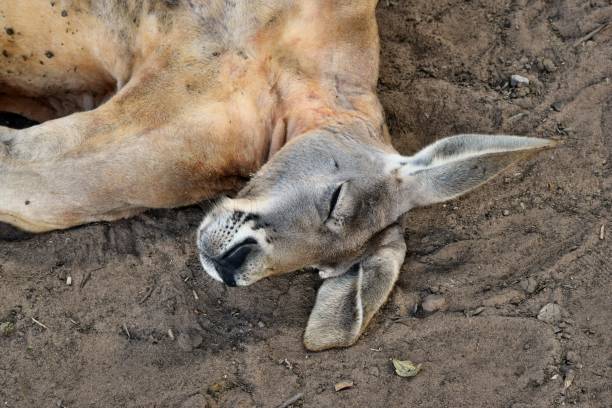 istock Very muscular wild red kangaroo lying on the grass 1015377876