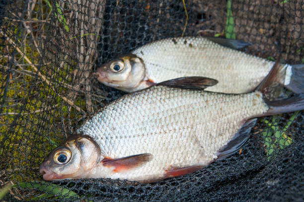 istock Freshwater fish white bream or silver fish on fishing net. 1015378746