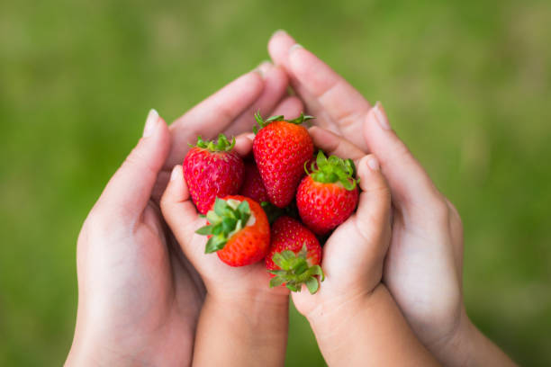母と子を自分の手で新鮮な完熟イチゴを押し手の庭から選んだ。 - freshness human hand mother family ストックフォトと画像