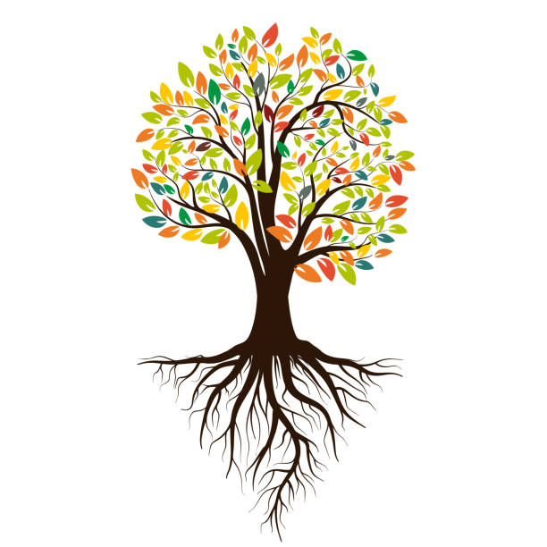 ilustraciones, imágenes clip art, dibujos animados e iconos de stock de otoño silueta de un árbol con hojas de color. árbol con raíces. aislado sobre fondo blanco. ilustración de vector - raíz