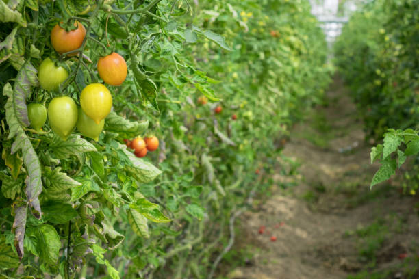 istock Bunch Of Fresh Tomatoes In Vegetable Garden 1015379286