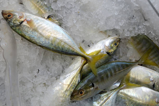 istock Yellowtail scad fish sold on market 1015379830