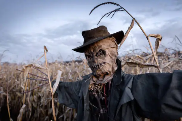 Scary scarecrow in a hat on a cornfield in cloudy sky background. Halloween holiday concept