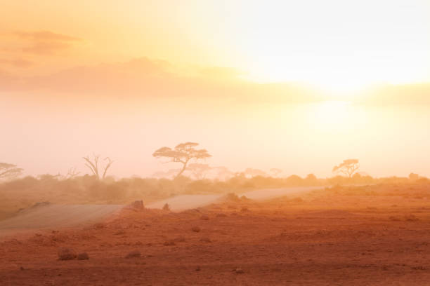Misty view of African savannah Masai Mara with dirt road and acacia trees silhouettes at sunset