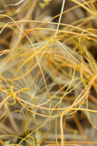 istock flying dandelion and yellow ivy 1015392826