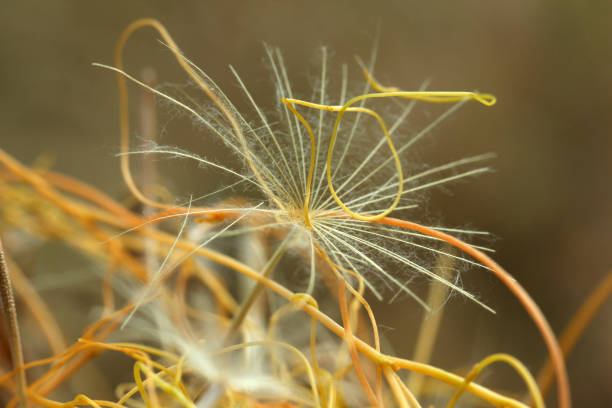 istock flying dandelion and yellow ivy 1015392870