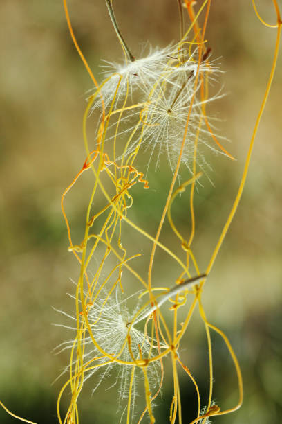 istock flying dandelion and yellow ivy 1015392872