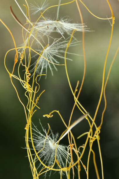 flying dandelion and yellow ivy
