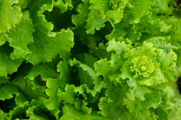 istock lettuce leaves on the garden bed 1015393624