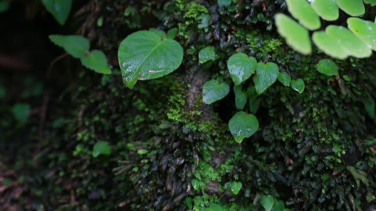 nature moss tree fern in rain forest area in water fall at natural park.