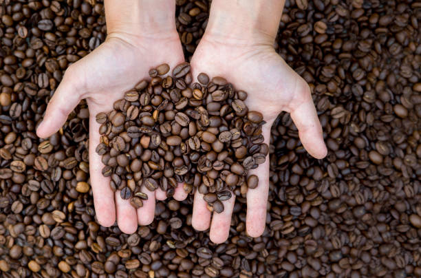 istock Close-up view of roasted coffee beans in man's hands. 1015394702