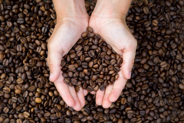 istock Close-up view of roasted coffee beans in man's hands. 1015394704