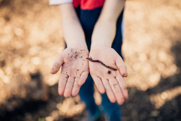 istock Boy Holds the Worm He's Found 1015398984