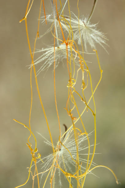 istock flying dandelion and yellow ivy 1015399006
