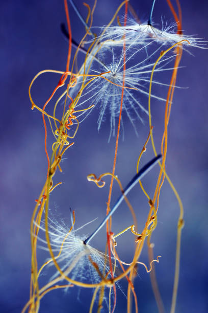 istock flying dandelion and yellow ivy 1015399064