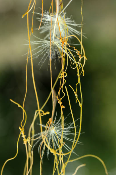 istock flying dandelion and yellow ivy 1015399186