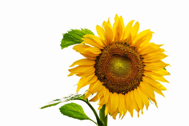 istock Sunflower isolated on white background 1015399810