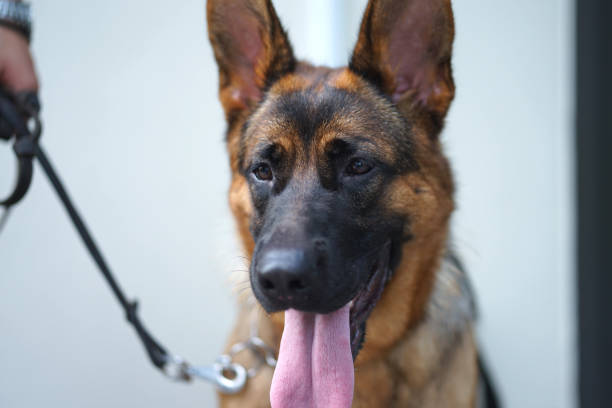 istock German Shepherd dog with healthy tongue 1015400444