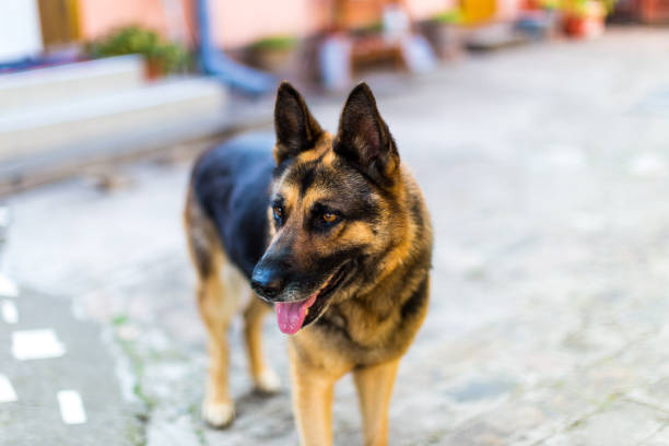 portrait de chien de berger allemand à l’extérieur dans le jardin - german shepherd police security alertness photos et images de collection