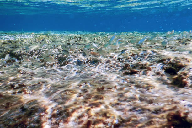 istock Underwater Scene Sunlight, fish Underwater Life. 1015404834