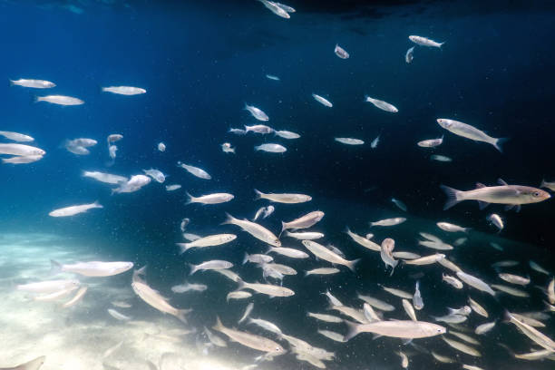 istock Fish School Underwater. Fishes underwater background. 1015408996
