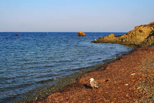 istock Beaches and cliffs of Tabarca Island in Alicante, Spain 1015410236