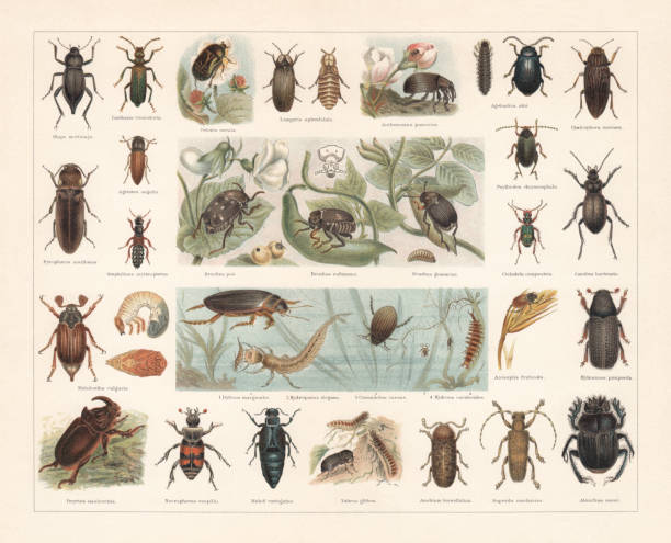 Beetles, chromolithograph, published in 1897 Beetles, 1st row: Darkling beetle (Blaps mortisaga); Spanish fly (Lytta vesicatoria, or Cantharis vesicatria); Rose chafer (Cetonia aurata); Glow worm (Lampyris splendidula), male (left) and female (right); Apple blossom weevil (Anthonomus pomorum); Alder leaf beetle (Agelastica alni); Flatheaded pine borer (Chalcophora mariana). 2nd row: Headlight Elater (Pyrophorus noctilucus); Lined Click Beetle (Agriotes lineatus, or Agriotes segetis); Staphylinus erythropterus; Pea weevil (Bruchus pisorum, or Bruchus pisi); Bean weevil (Acanthoscelides obtectus, or Bruchus rufimagnus) with magnified head (top); Seed beetle (Bruchus atomarius, or Bruchus granarius); Cabbage-stem flea beetle (Psylliodes chrysocephala); Green tiger beetle (Cicindela campestris); Carabus hortensis. 3rd row: Cockchafer, or May bug (Melontha vulgaris) with larva and pupa (right); Dytiscus marginalis with larva (1); Hydroporus elegans (2); Peltodytes caesus, or Cnemidotus caesus (3); Hydrous caraboides (larva, 4) Anisoplia villosa (or Anisoplia fruticola); Bark beetle (Hylesinus piniperda). 4th row: European rhinoceros beetle (Oryctes nasicornis); Burying beetle (Nicrophorus vespillo, or Necrophorus vespillo); European oil beetle (Meloe variegatus); Zabrus tenebrioides (or Zabrus gibbus); Death Watch Beetle (Xestobium rufovillosum, or Anobium tessellatum); Longhorn beetle (Saperda carcharias); Sacred scarab (Scarabaeus sacer, or Ateuchus sacer). Chromolithograph, published in 1897. longhorn beetle stock illustrations