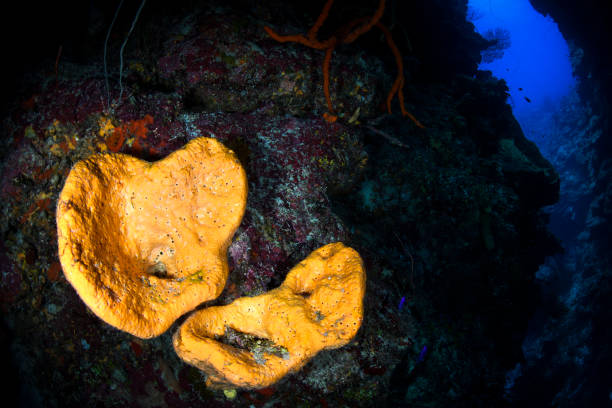 istock Corals and sponges in the sea 1015419280