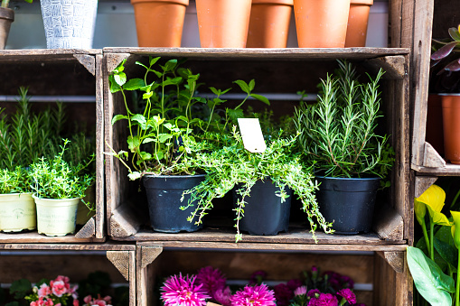 Color image depicting a retail display of a variety of cute little potted plants and cacti for sale in weathered wooden crates at a garden store. Focus is on the front view of the plants, while the background is totally defocused. Room for copy space.