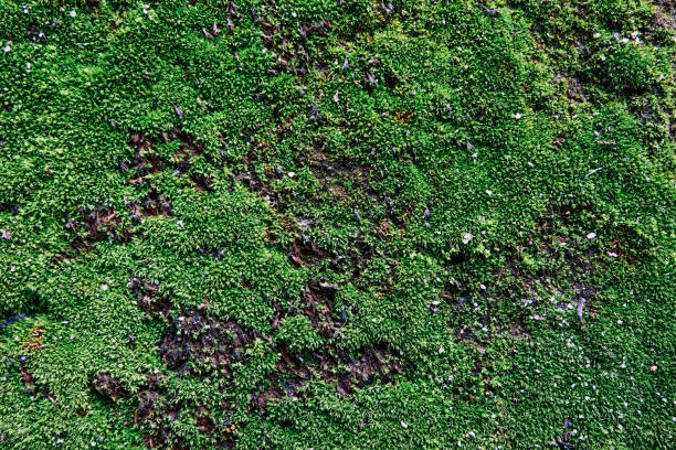 istock green moss on wall, ideal for background and texture effect 1015425512