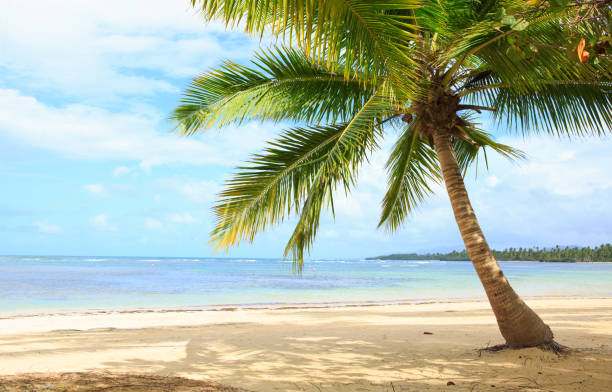 istock Palm tree on white tropical beach. Travel background 1015425914