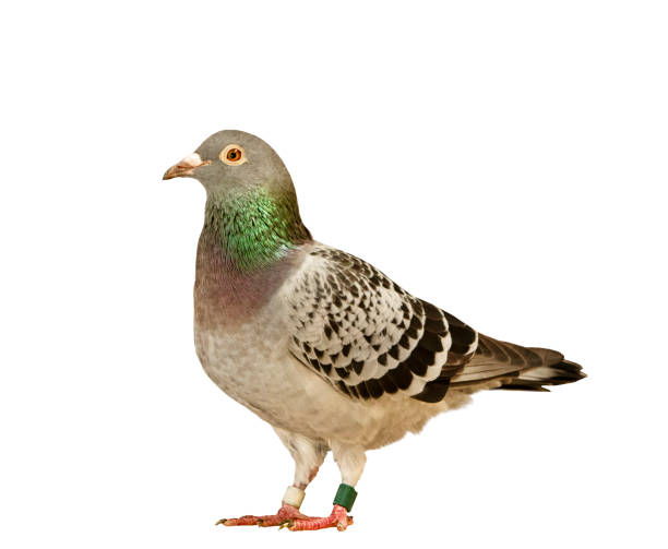 istock full body of speed racing pigeon isolate white background 1015426482